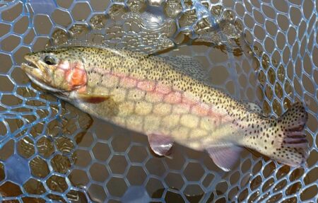 バンバン当たるわけではない ～岡崎トラウトポンド～